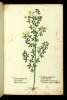  Fol. 326 

E
Trifolium candidum Dod:
Cytisus Marcelli
Gelsominus luteus minus
(Ruta Capraria Monspessuli)
Trifolium fructans
Oxytriphyllon Scriboni Larg:
Polemonion anglor: et Monspessuli: